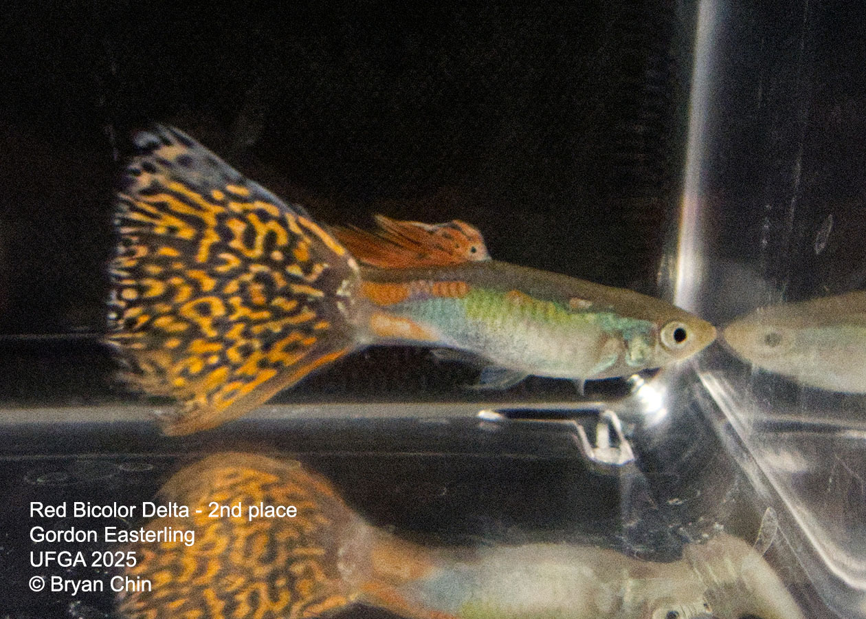 Guppy Red Bicolor